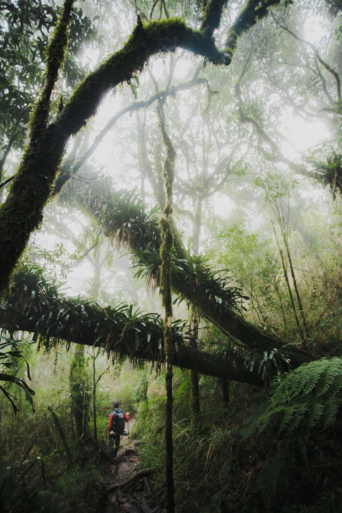Fotografia de Esporte por André Bertogna — Escalada ao Pico do Paraná, foto 2 de 12